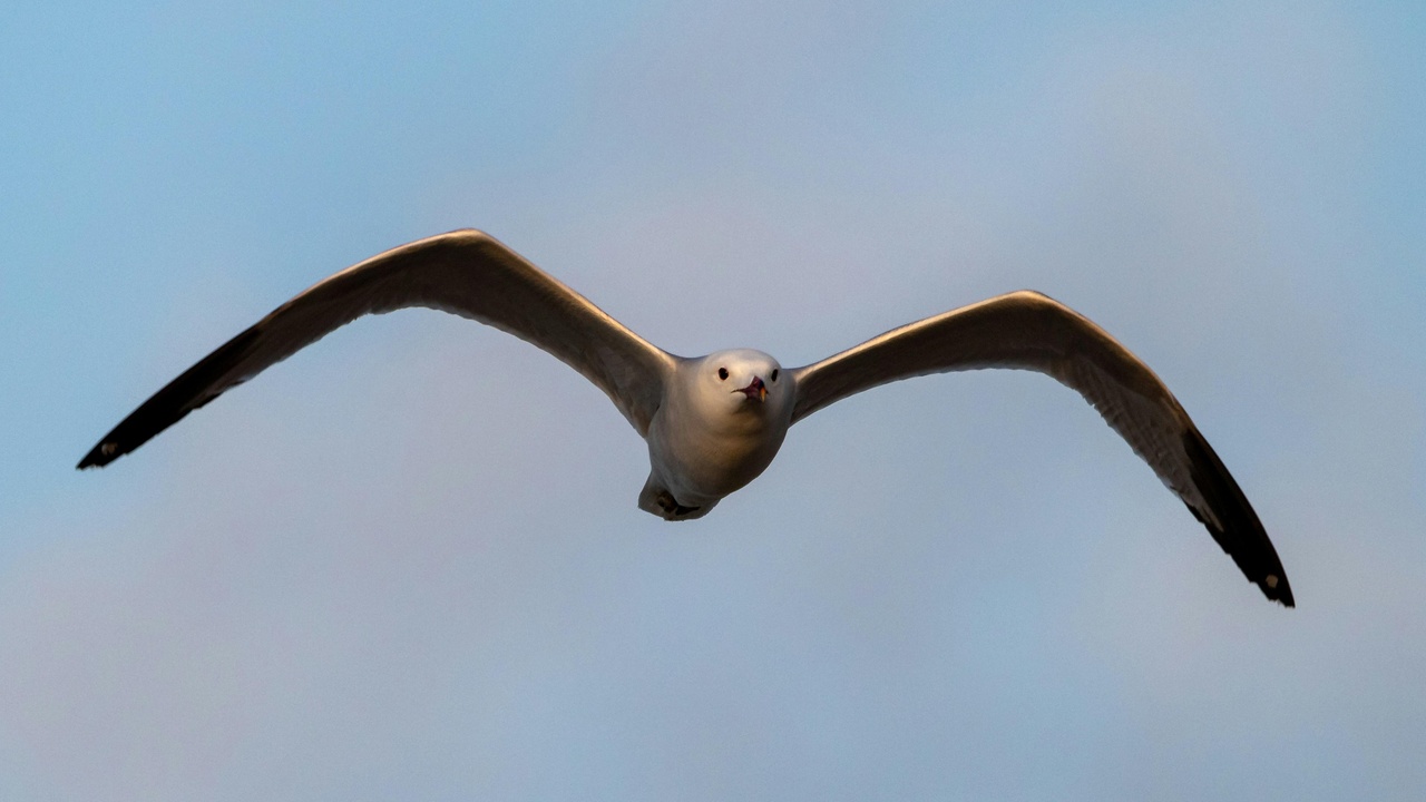 Albatross gliding above the ocean demonstrating dynamic soaring