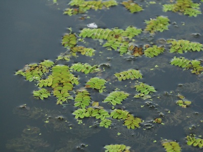 Floating water-fern