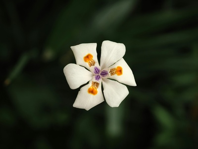Flor de nácar