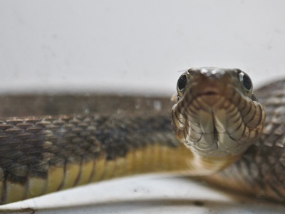 Florida Green Water Snake