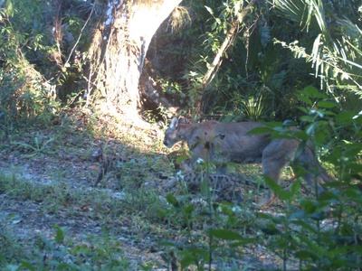 Florida Panther