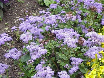 Floss flower