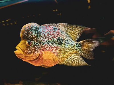 Flowerhorn Cichlid