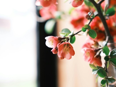 Flowering quince