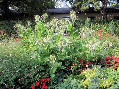Flowering tobacco