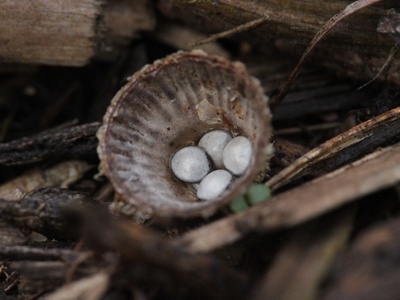 Fluted Bird's Nest