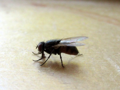 Fly