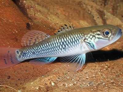 Fly River Goby