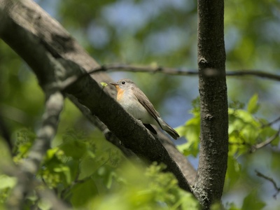 Flycatcher