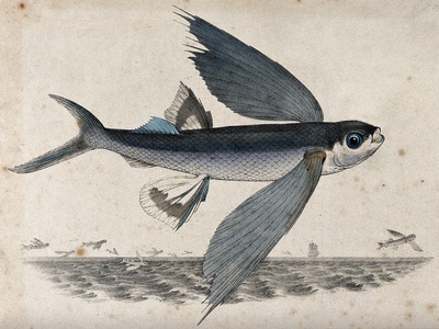 Flying fish