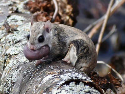 Flying squirrel