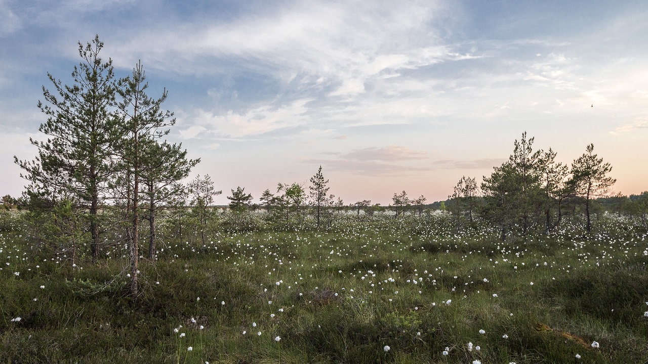 Raised bog landscape in Estonia with characteristic hummocks and pools