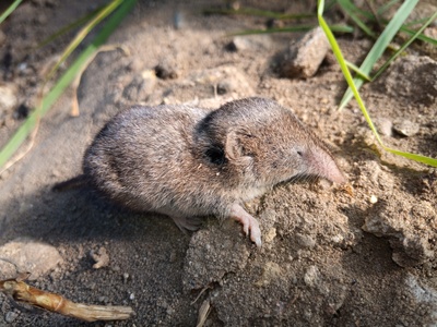 Forest Shrew
