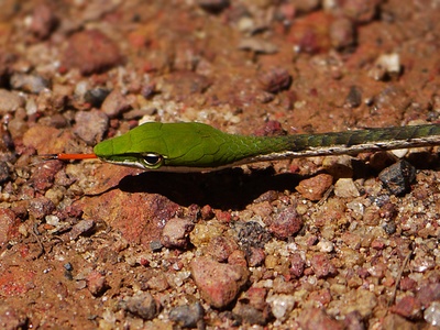 Forest Vine Snake