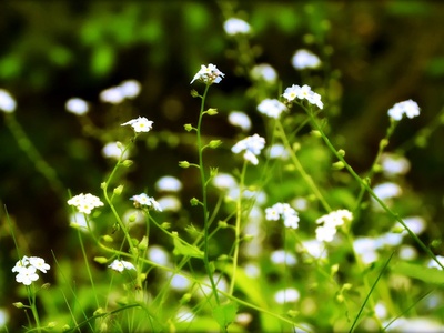 Forget-me-not