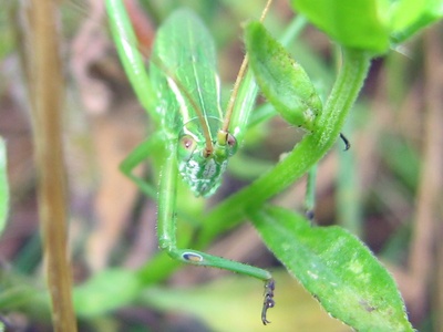 Fork-tailed Bush Katydid