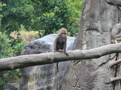Formosan Rock Macaque