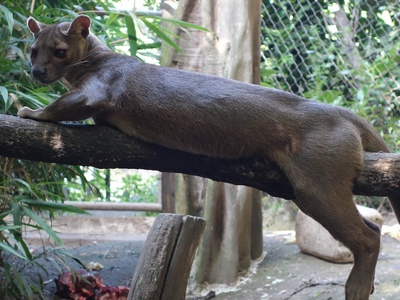 Fossa