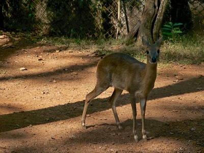 Four-horned Antelope