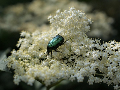 Four-spined Jewel Beetle