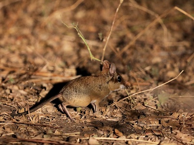 Four-toed Elephant Shrew
