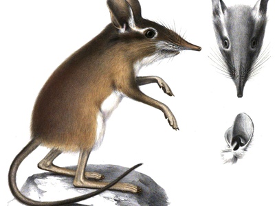Four-toed Sengi