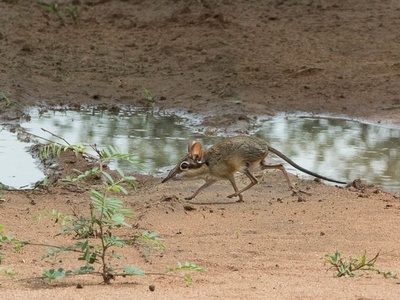 Four-toed sengi
