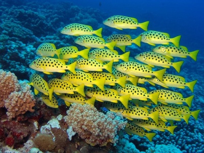Fourline Striped Grunt