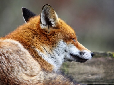 Fox
