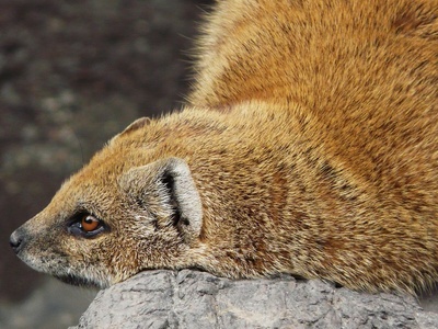 Fox Mongoose
