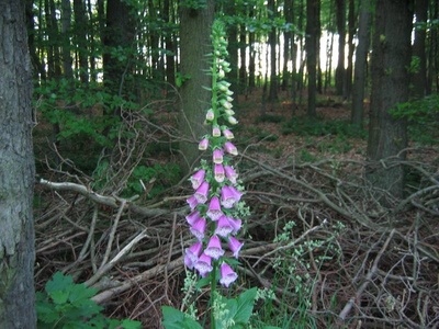 Foxglove