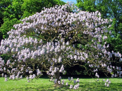 Foxglove tree