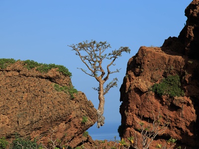 Frankincense Tree