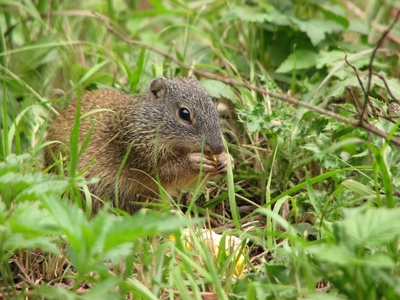 Franklin's Ground Squirrel
