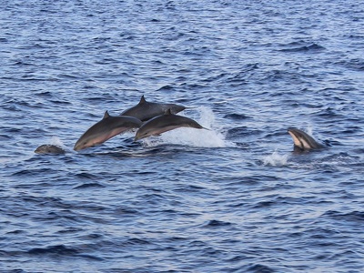 Fraser's dolphin