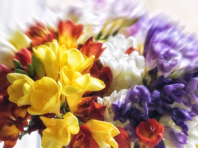 Freesia