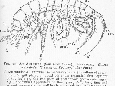 Freshwater amphipod