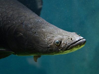 Freshwater eel