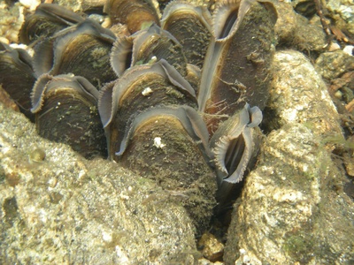 Freshwater Pearl Mussel