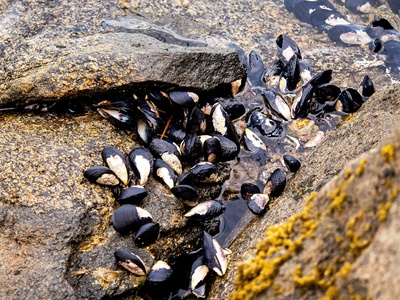Freshwater Pearl Mussel
