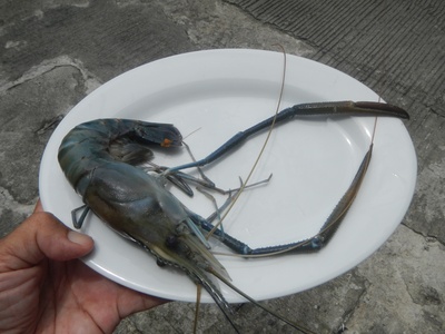 Freshwater Prawn
