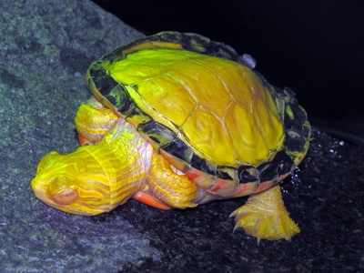 Freshwater Turtle (Painted Turtle)