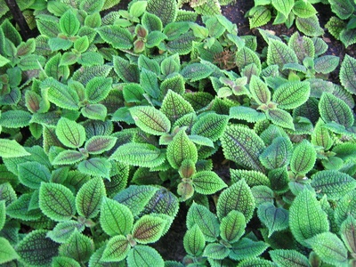 Friendship Plant