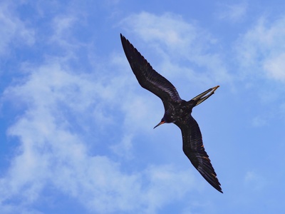 Frigatebird