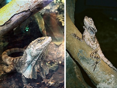 Frilled lizard