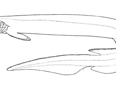 Frilled shark