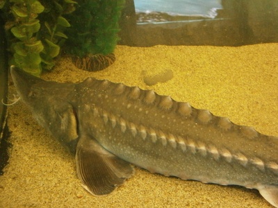 Fringebarbelled sturgeon