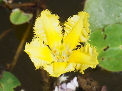 Fringed Water-lily