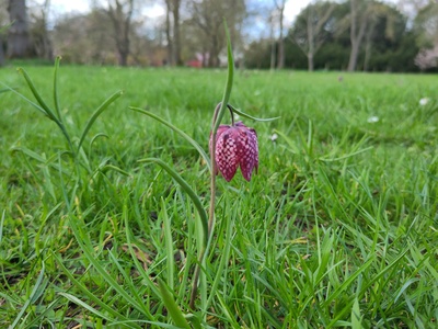 Fritillary