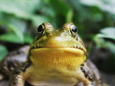 Frog